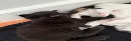 Mixed Breed cats for sale: Mixed Maine Coon kittens  - Advert 14