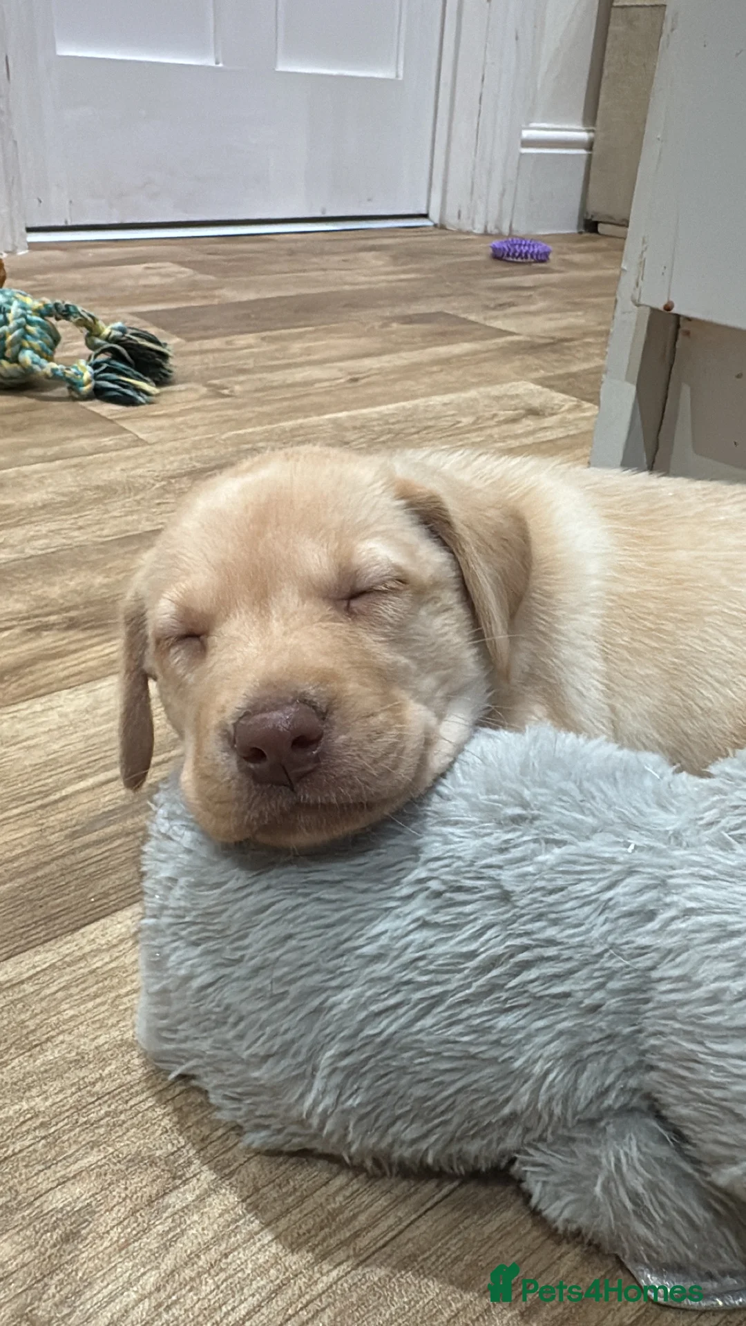 Labrador Retriever dogs for sale: Beautiful Chocolate and Yellow working Labradors  - Advert 31