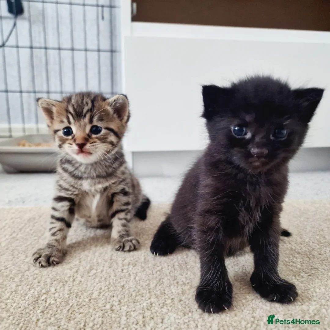 Mixed Breed cats for sale: Beautiful kittens for loving homes from 8th Aug  - Image 15