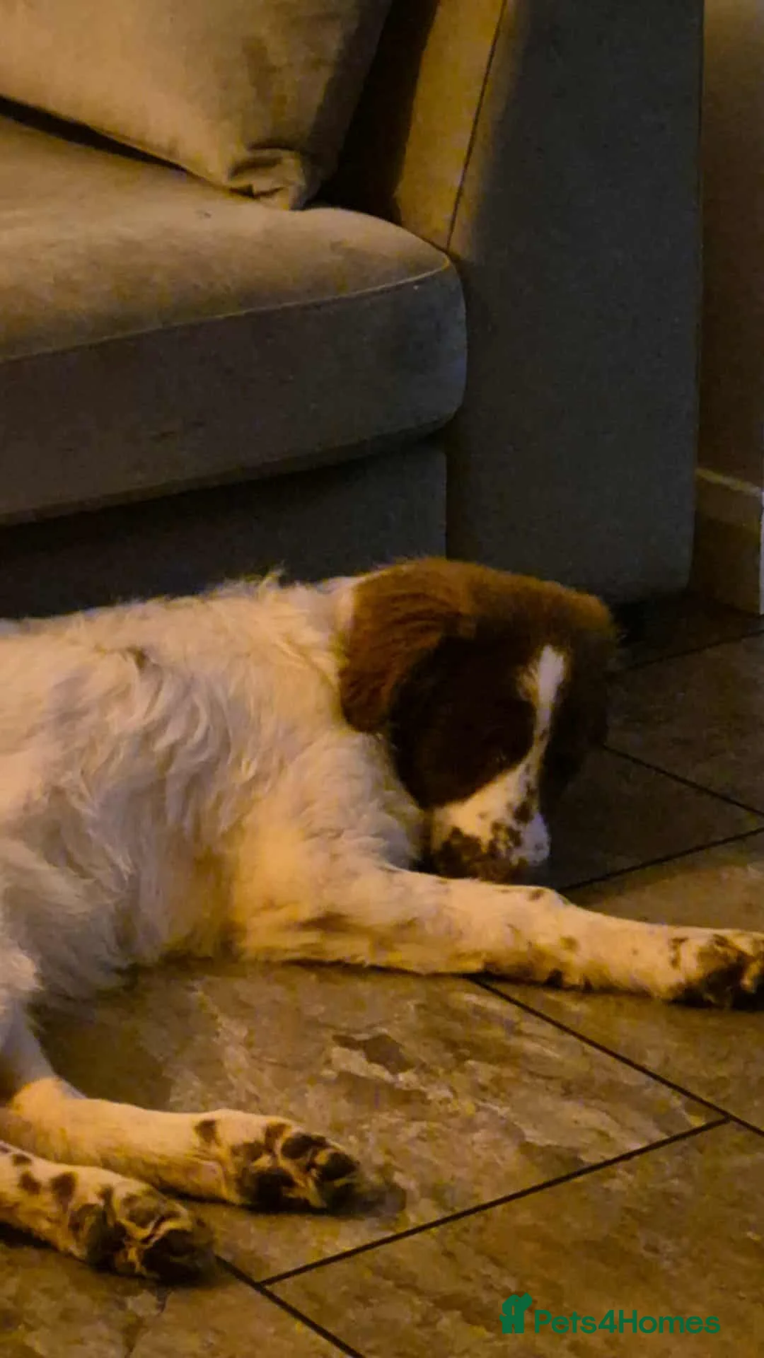 Mixed Breed dogs for adoption: BETTY - Advert 5