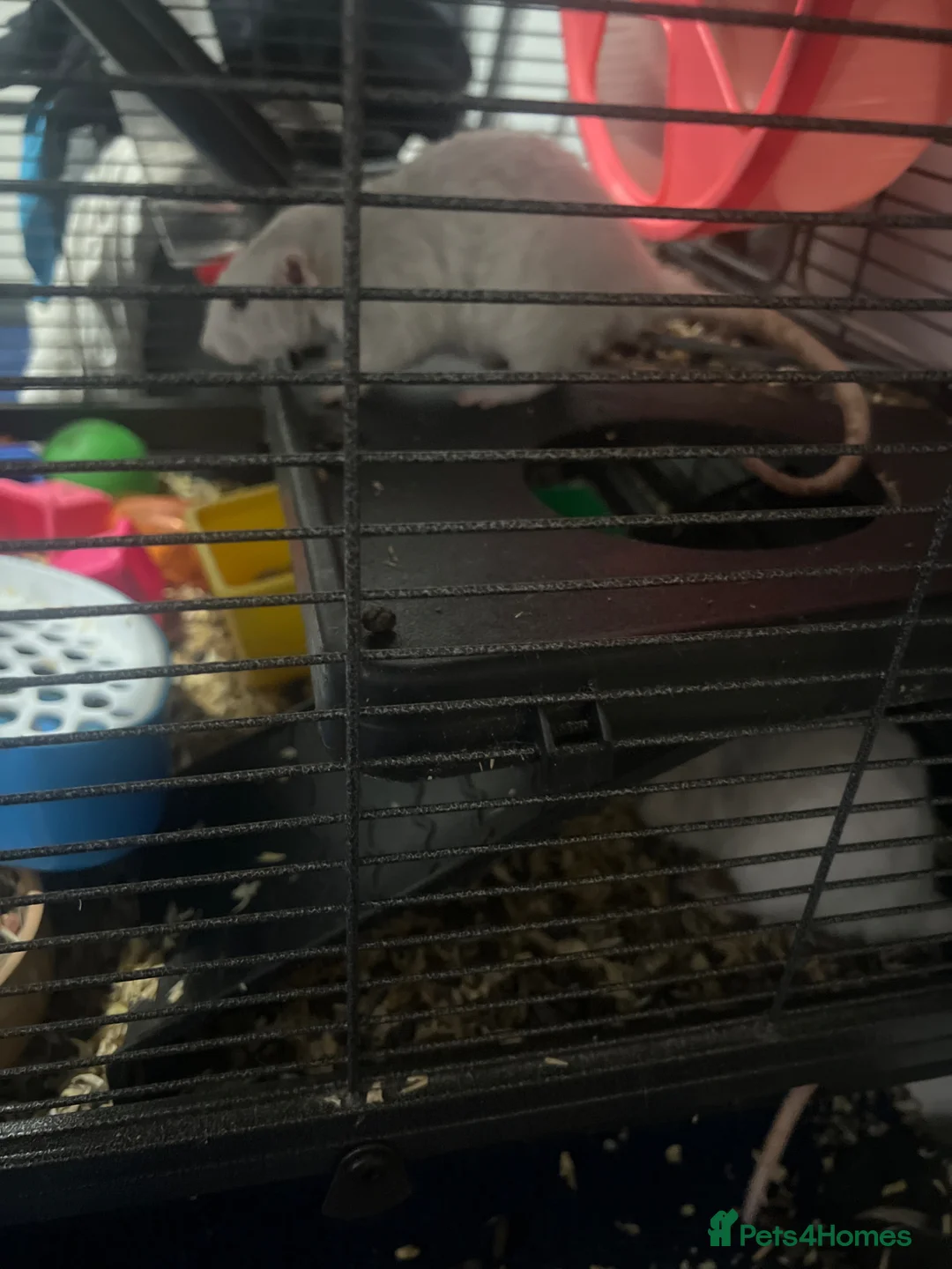 Rat rodents for sale: Need a new home asap  - Advert 6