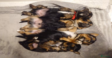 Yorkshire Terrier dogs Yorkshire terrier  - Advert 9