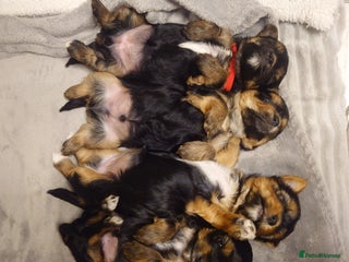 Yorkshire Terrier dogs - Advert 4