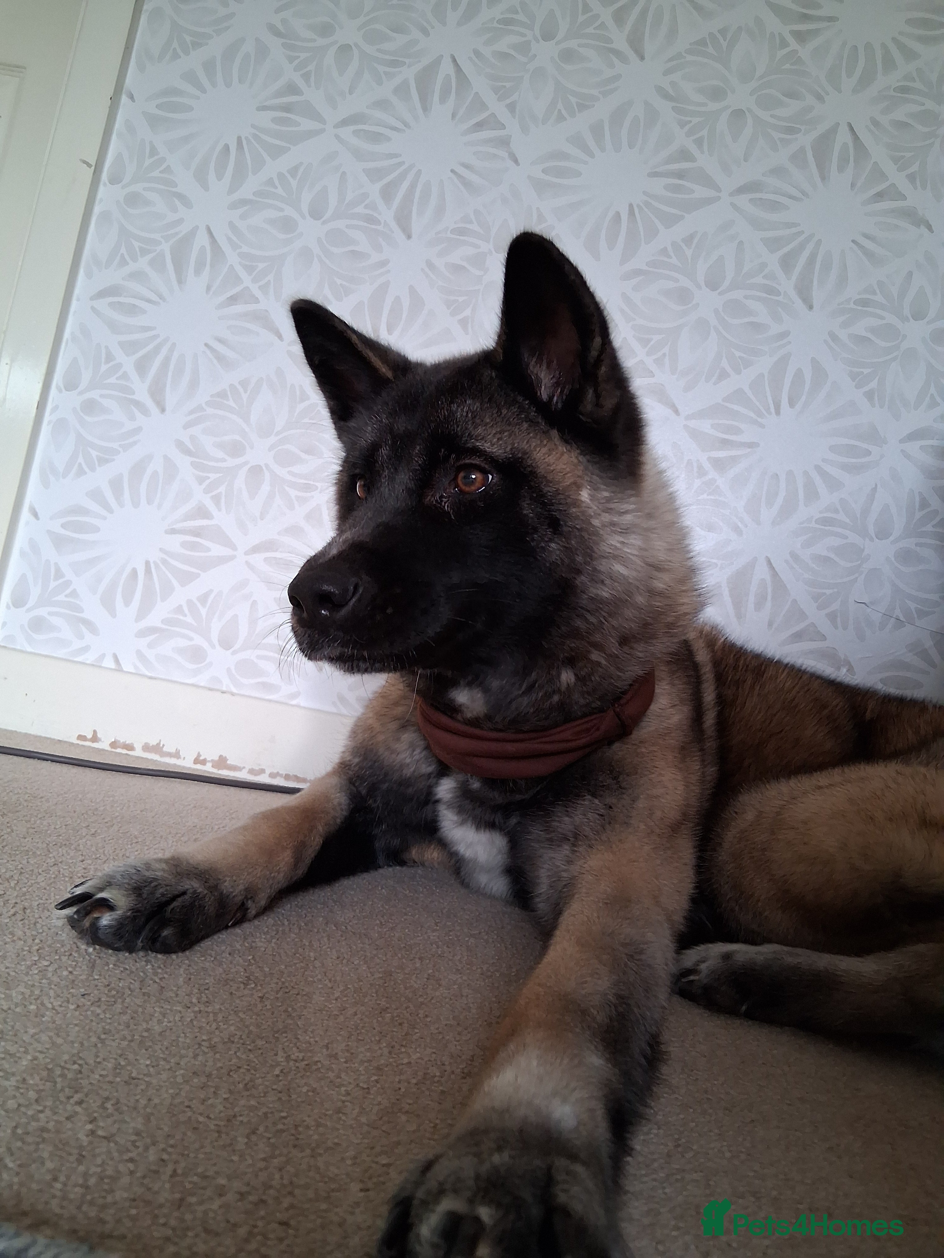 Mixed Breed dogs Akita mix fluffy bundle in Derby - Advert 2