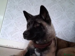 Mixed Breed dogs Akita mix fluffy bundle in Derby - Advert 2