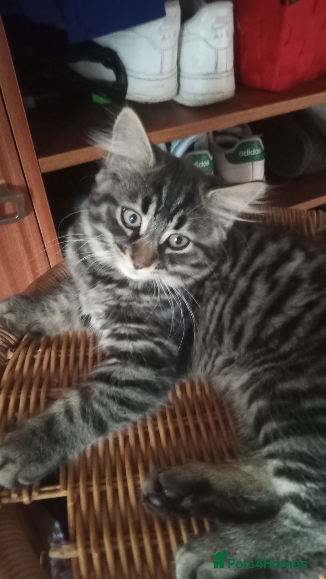 Mixed Breed cats for sale: Dzindzer - Image 1