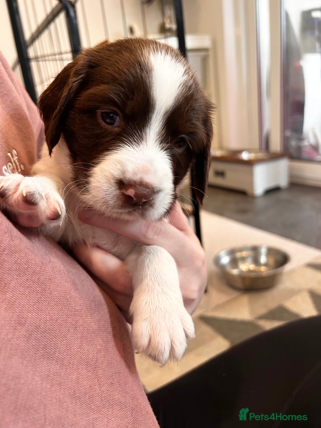 English Springer Spaniel dogs for sale: 2 GIRLS LEFT - English Springer Spaniel Puppies - Image 9