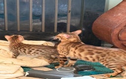 Bengal cats for sale: Registered bengal kittens - Image 7