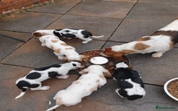 Basset Hound dogs for sale: Basset hound puppies  - Image 8