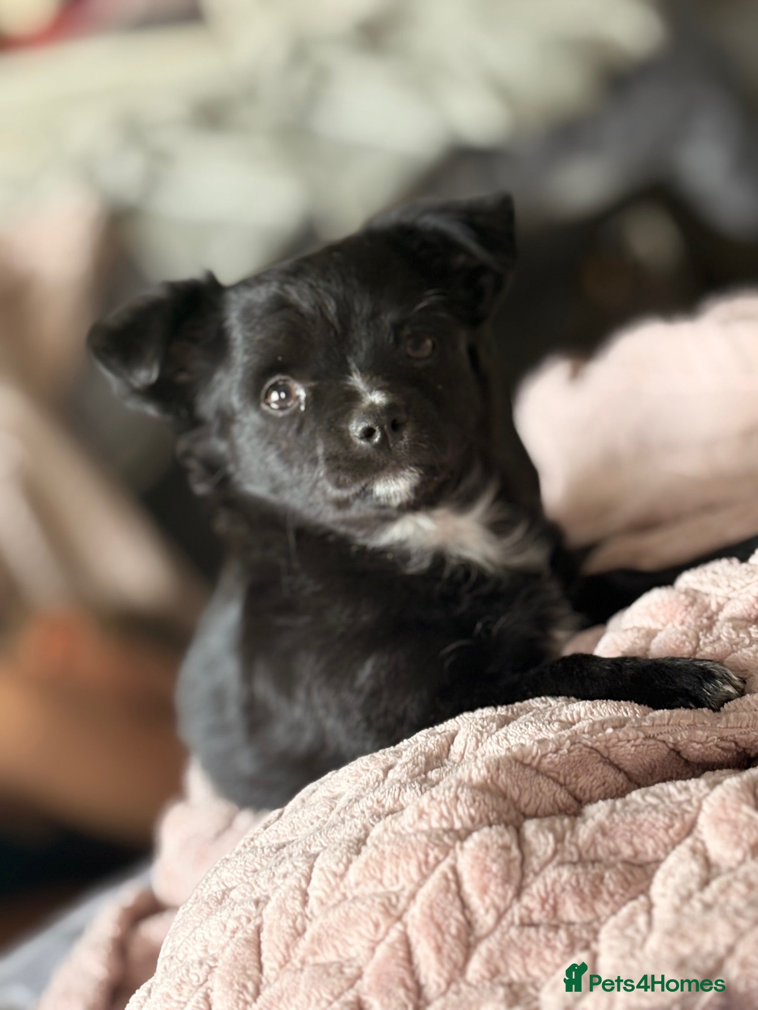 Chihuahua dogs Long hair chihuahua  - Advert 11
