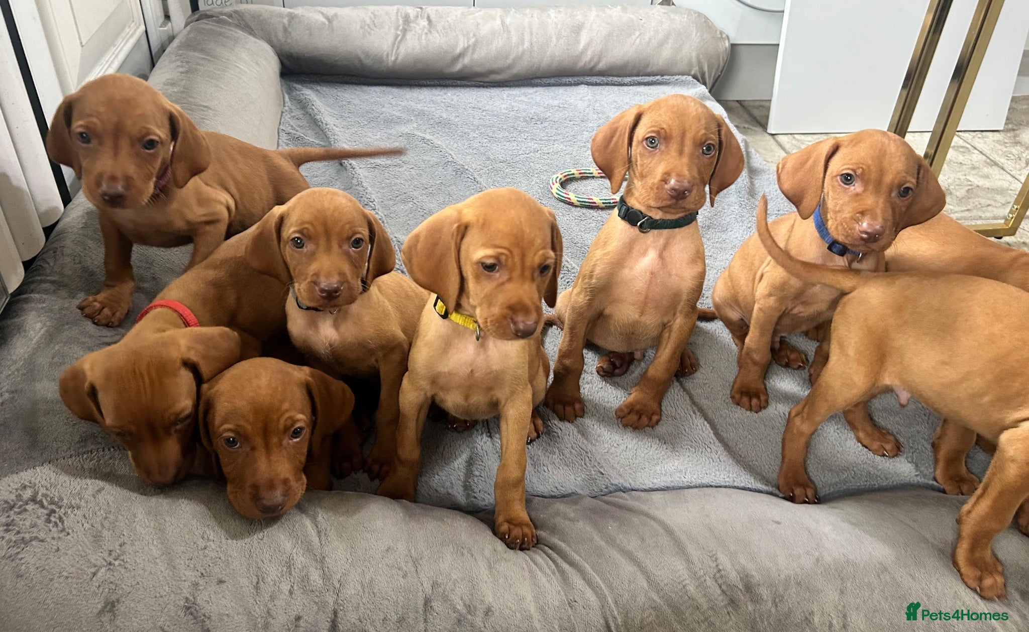 Hungarian Vizsla dogs KC Stunning Hungarian vizsla puppies  - Advert 2