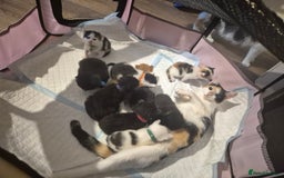 Mixed Breed cats for sale: Gorgeous kittens long and short haired - Image 15