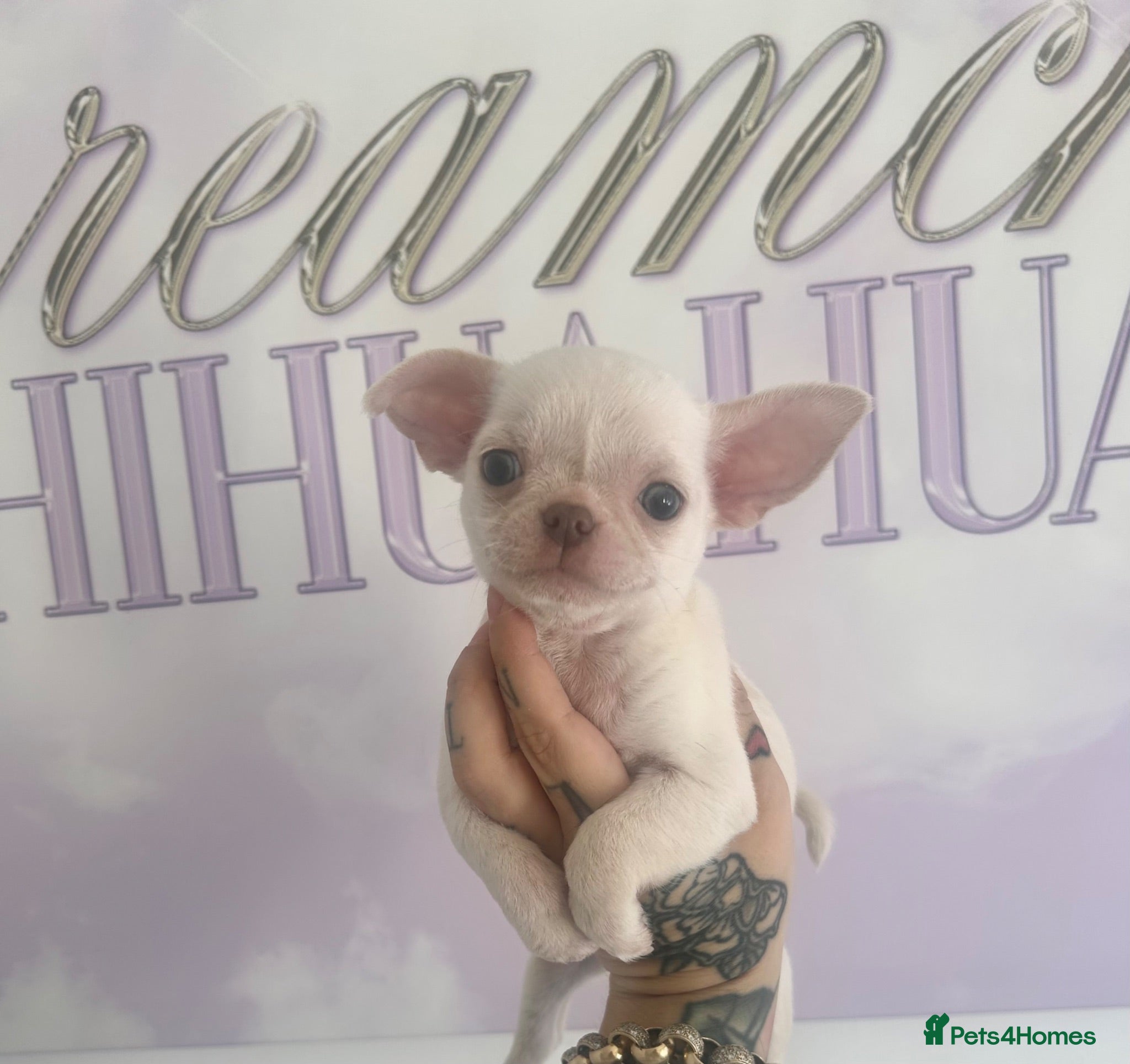 Chihuahua dogs Beautiful cream Chihuahua boy KC - Advert 1