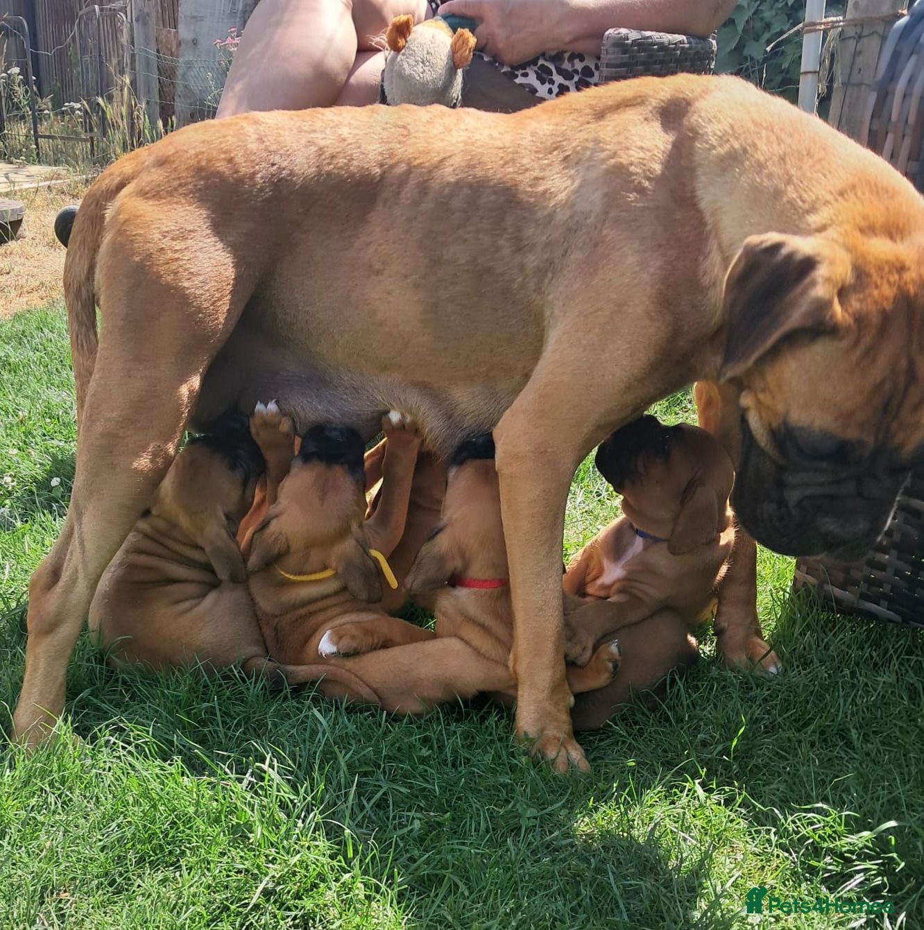Boxer dogs Beautiful boxer puppys - Advert 3