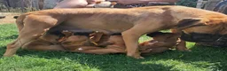 Boxer dogs for sale: Beautiful boxer puppys - Advert 1
