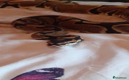 Python Snake reptiles for sale: Ball python morph - Image 1