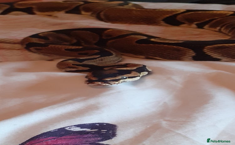 Python Snake reptiles - Advert 1