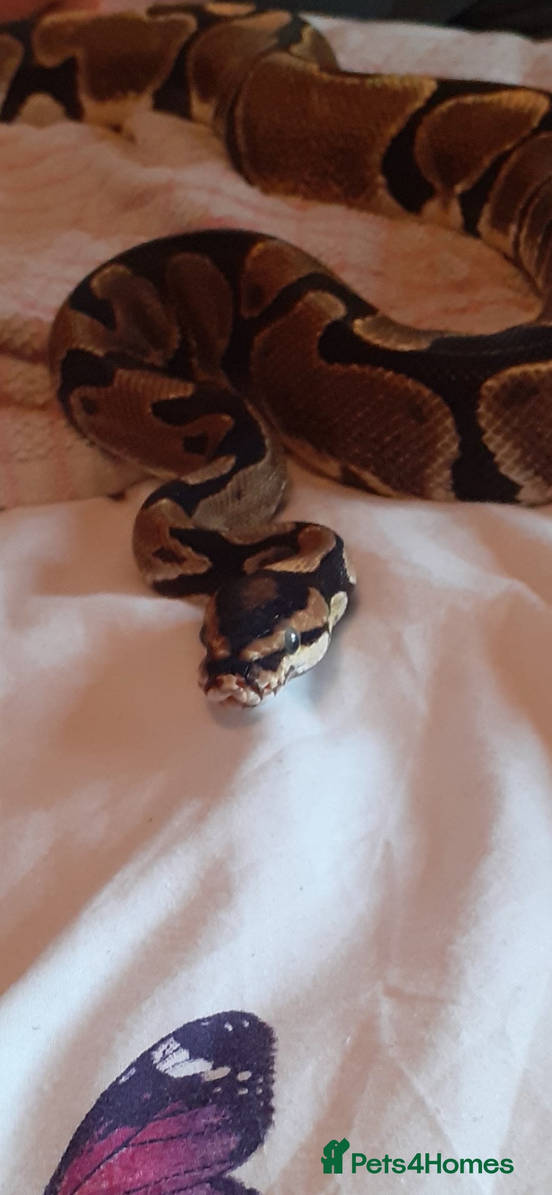 Python Snake reptiles for sale: Ball python morph - Image 1