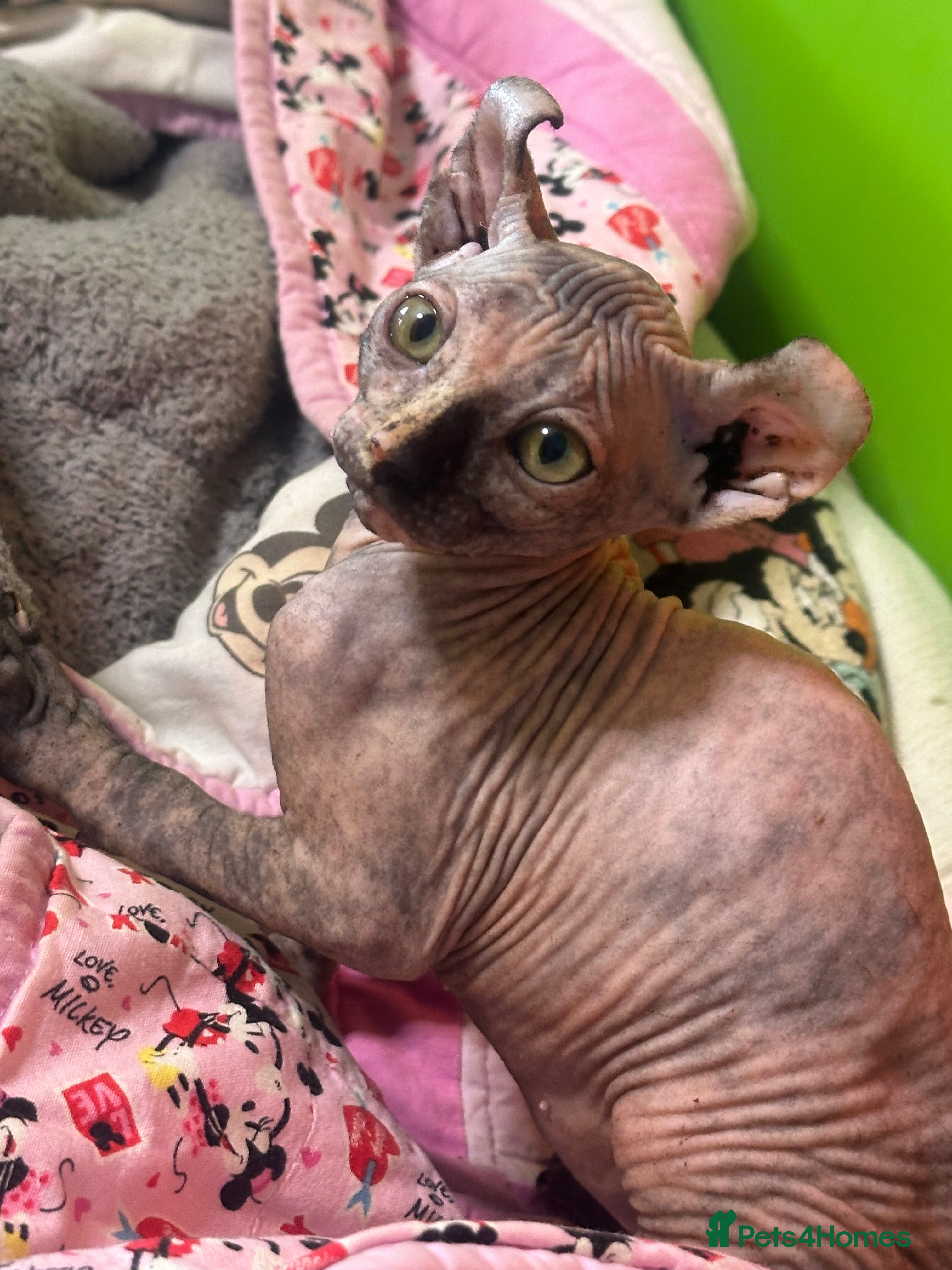 Sphynx cats READY TO LEAVE NOW! FULLBREED SPHYNX! - Advert 12