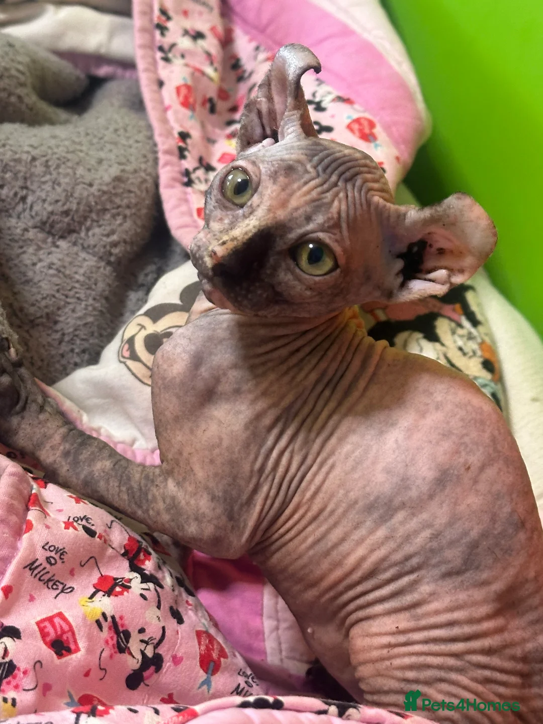 Sphynx cats for sale: Last unique split face girl with elf ears!💛 - Advert 1
