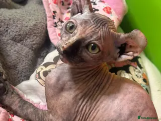 Sphynx cats READY TO LEAVE NOW! FULLBREED SPHYNX! - Advert 12