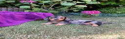 Miniature Dachshund dogs for sale: Miniature long haired dachshunds - Advert 15
