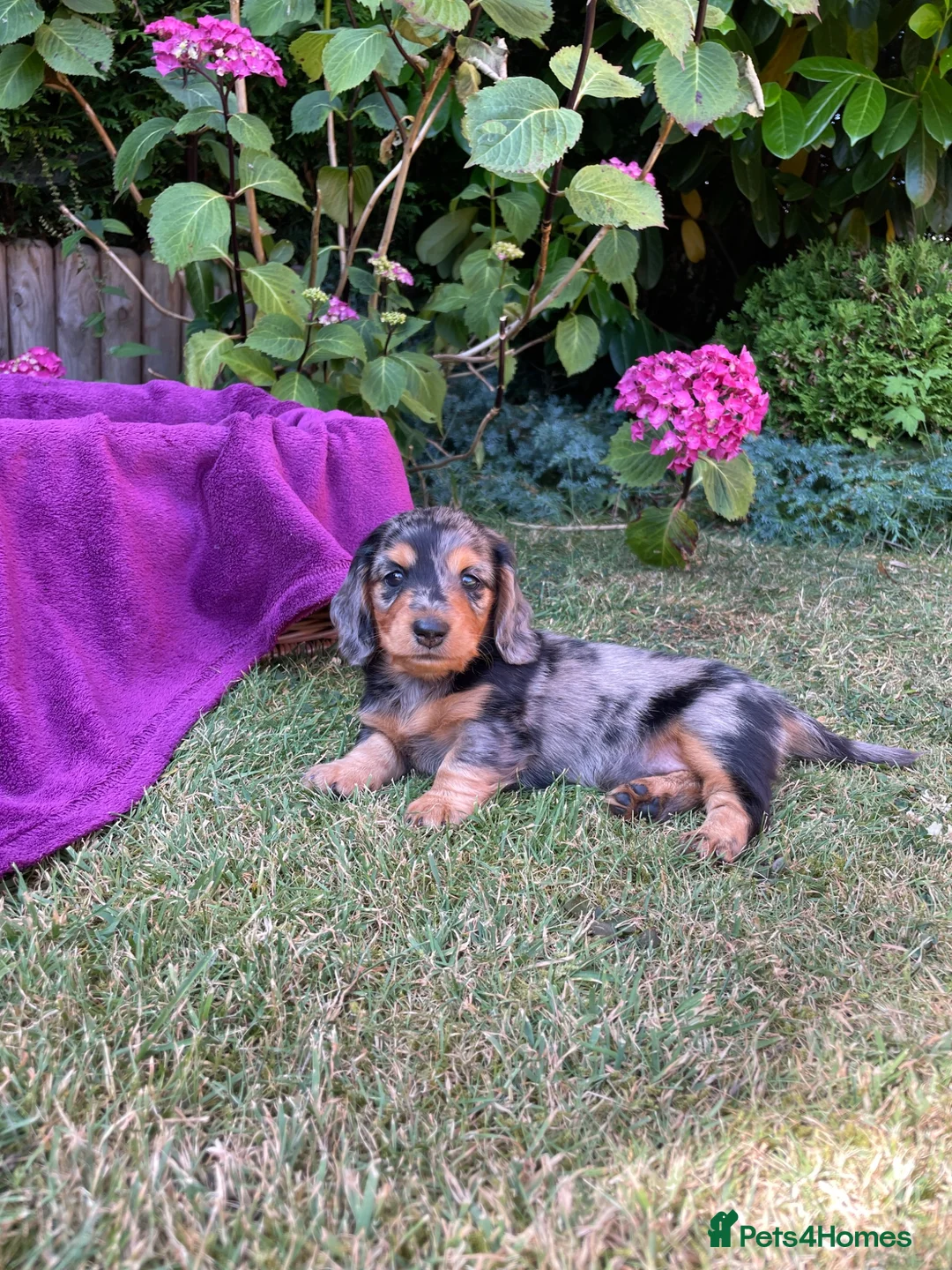 Miniature Dachshund dogs for sale: Miniature long haired dachshunds  - Advert 20
