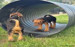 Airedale Terrier dogs for sale: Just 2 KC Registered Airedale Boys Available  in Kettering - Image 20