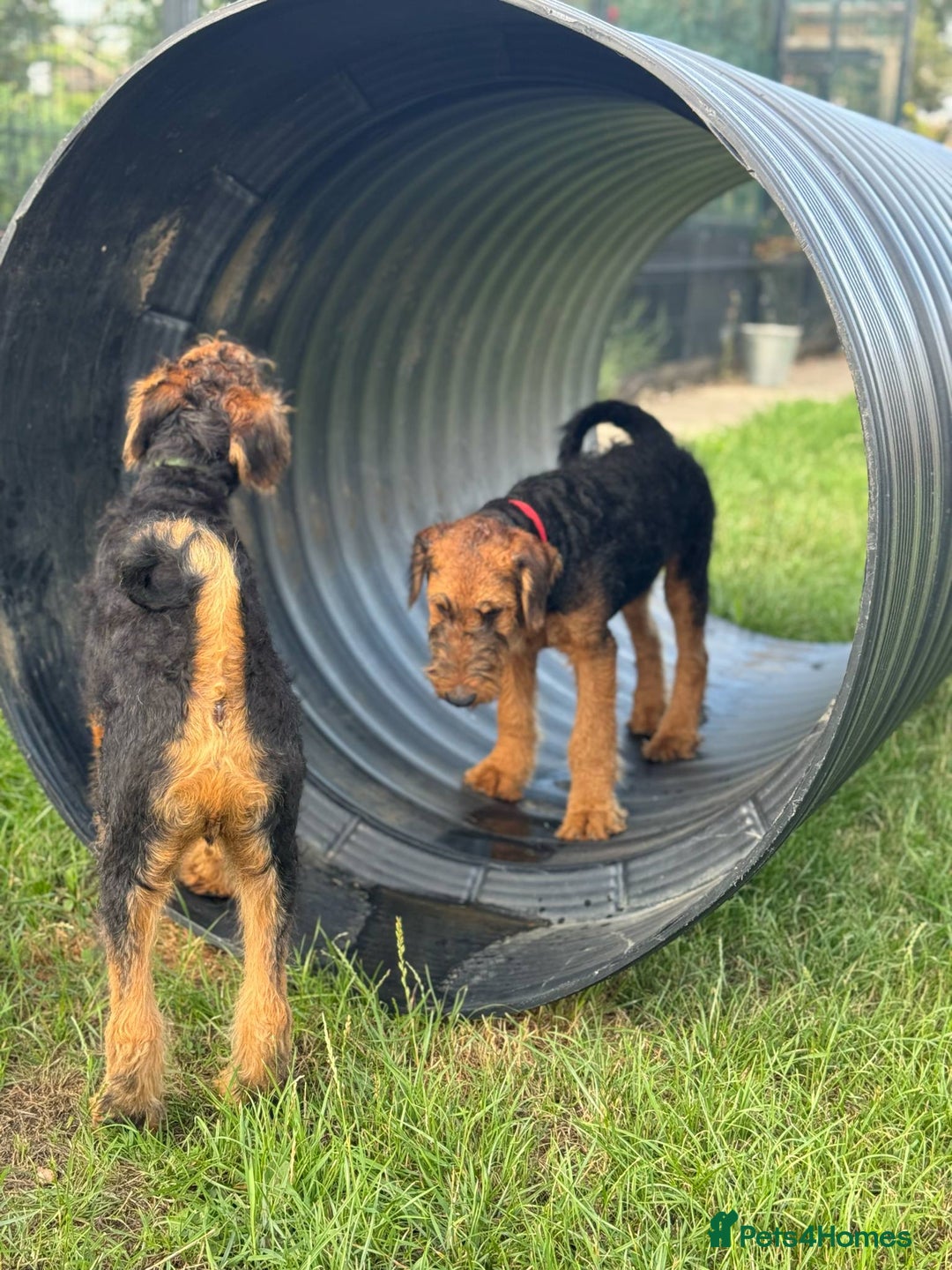 Airedale Terrier dogs for sale: Just 2 KC Registered Airedale Boys Available  in Kettering - Image 20
