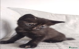 Mixed Breed cats for sale: last brownblack Kitten mixed breed available  - Image 4