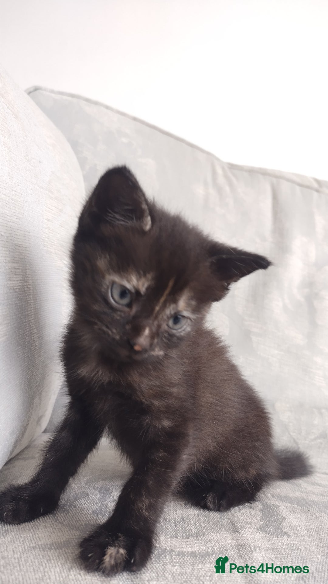 Mixed Breed cats for sale: last brownblack Kitten mixed breed available  - Image 4
