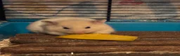 Hamster rodents for sale: Evie the Hamster in Radstock - Advert 4