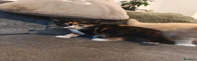Calico Girl 3