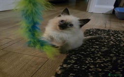 Ragdoll cats for sale: Little girl  - Advert 1