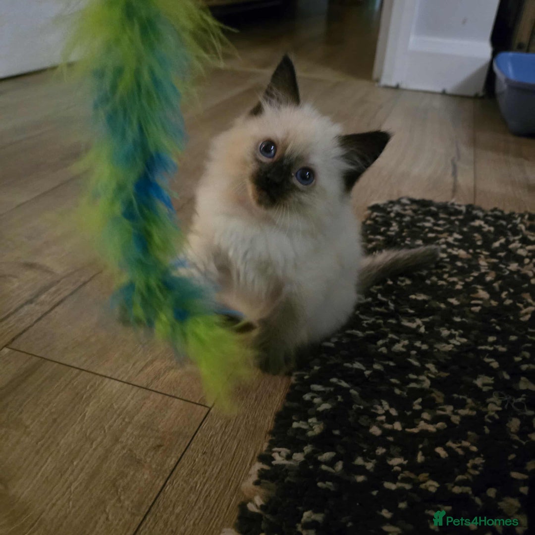 Ragdoll cats for sale: Little girl  - Advert 1