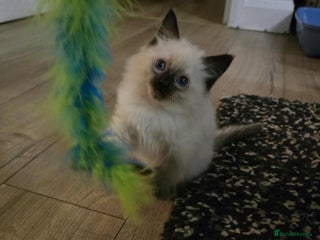 Ragdoll cats for sale: Little girl - Advert 1
