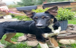 Mixed Breed dogs for adoption: 💖🐶 LINDA 🐶💖 - Image 13