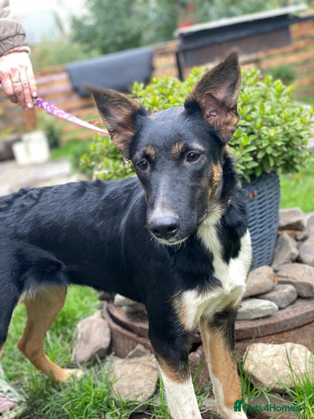 Mixed Breed dogs for adoption: 💖🐶 LINDA 🐶💖 - Image 13