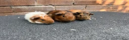 Guinea Pig rodents for sale: Gorgeous Baby Male Guinea Pgs  - Advert 3