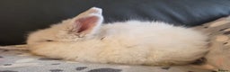 Mini Lion Lop rabbits for sale:  Male teddywidder bunnies  - Advert 14
