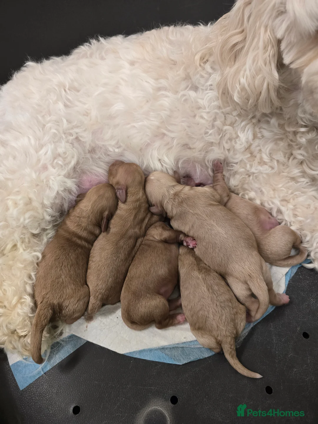 Cavachon dogs for sale: F1 Cavapoochons for sale! - Advert 14