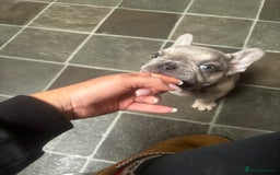 French Bulldog dogs for sale: French bulldog puppies  - Image 1