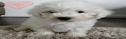 Bichon Frise dogs for sale: Bichon Frise Puppies in Llandysul - Advert 4