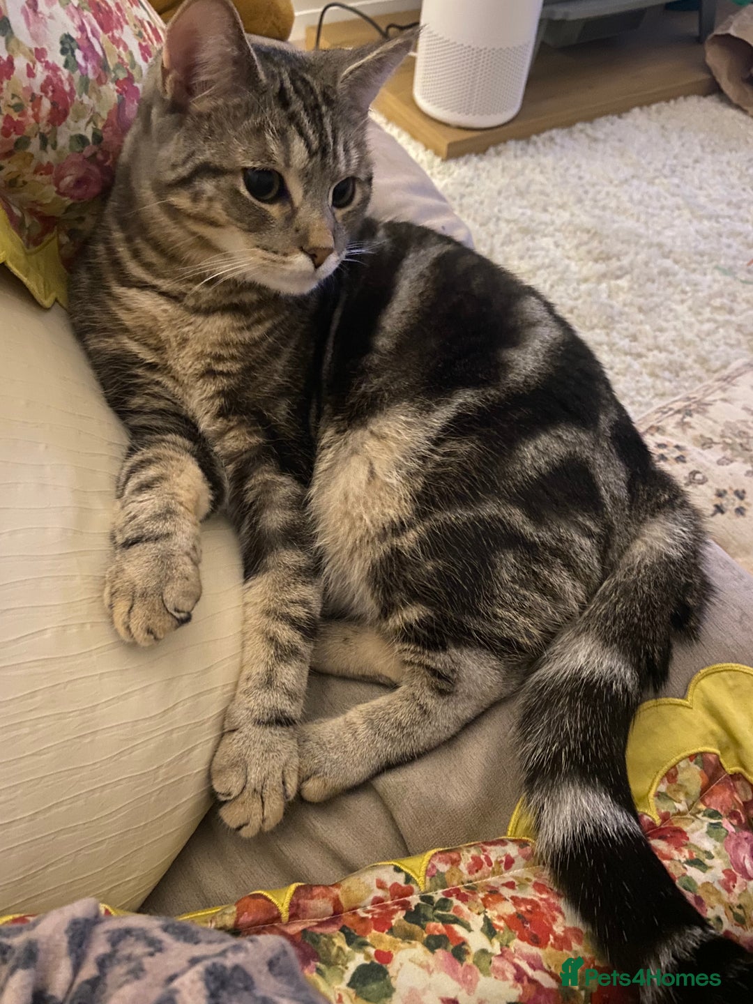 Mixed Breed cats for sale: *SOLD* Persian mix 7 month old kitten 💙 - Advert 2