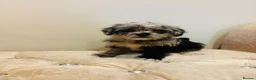 Pugapoo dogs for sale: Stunning pugapoo puppies  - Advert 8
