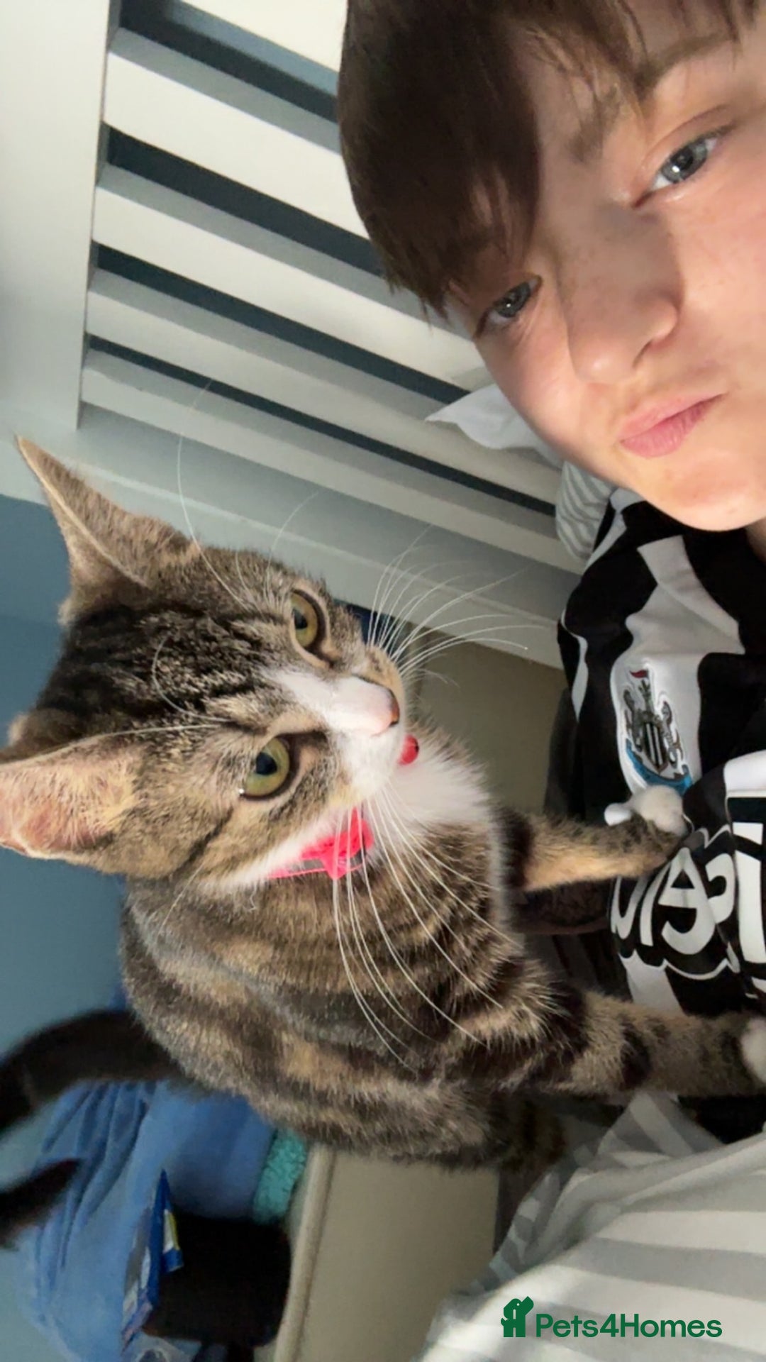 Domestic Shorthair cats for sale: Domestic shorthaird  - Image 4