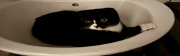 Mixed Breed cats for sale: Friendly Female Tuxedo Cat Looking for an new home - Advert 4