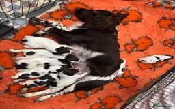 English Springer Spaniel dogs for sale: Springer spaniels for sale  - Image 2