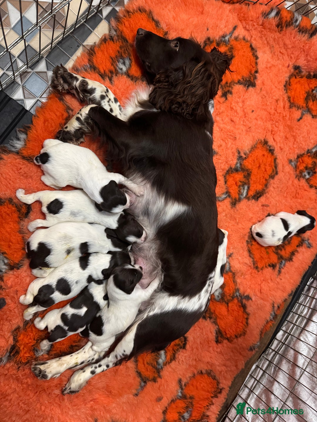 English Springer Spaniel dogs for sale: Springer spaniels for sale  - Image 2