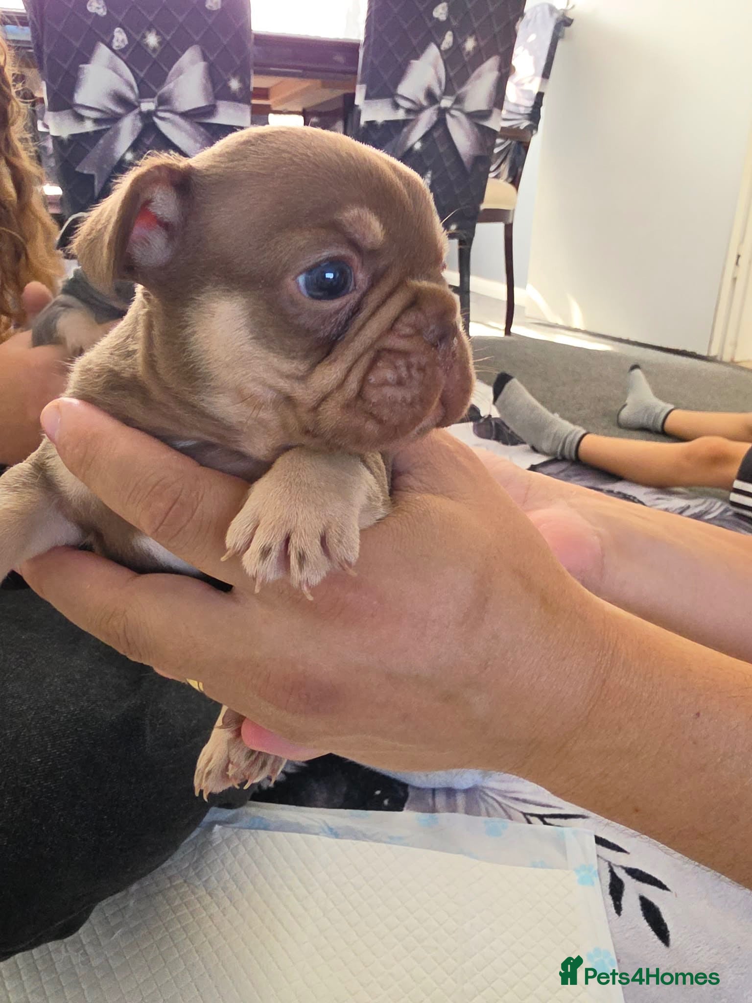 French Bulldog dogs French bulldog - Advert 1